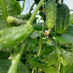 jak-podlewac-ogorki-aby-nie-staly-sie-gorzkie-proste-urzadzenia.jpg